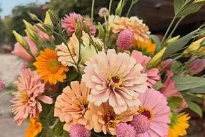 Fresh Cut Zinnia Flower Bouquet Farm